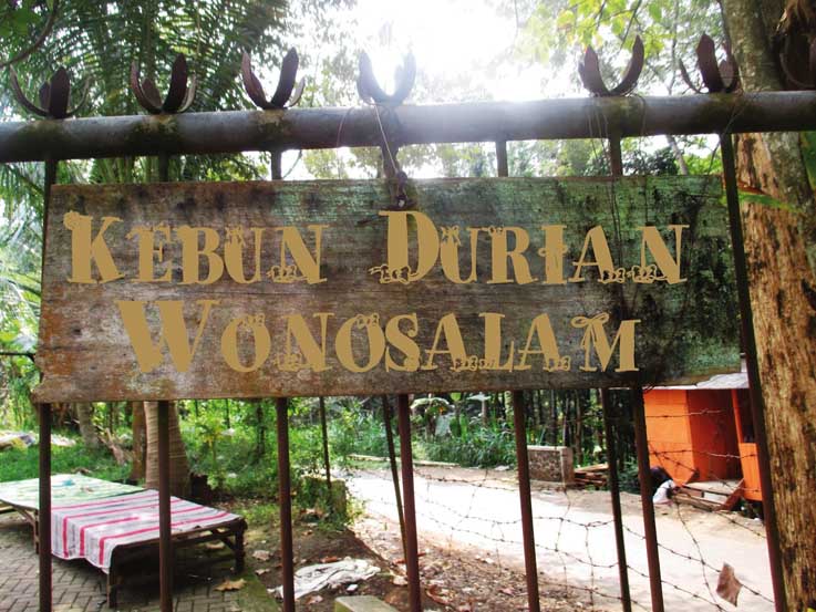 wisata Durian Wonosalam