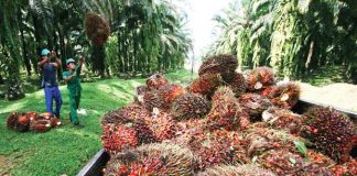 Pemerintah Diharap Permudah Akses Pembiayaan Pekebun Sawit