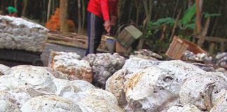 harga karet