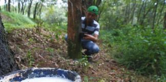 gugur-daun-pada-karet
