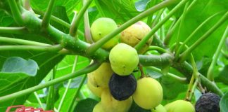 biofuel dari jarak
