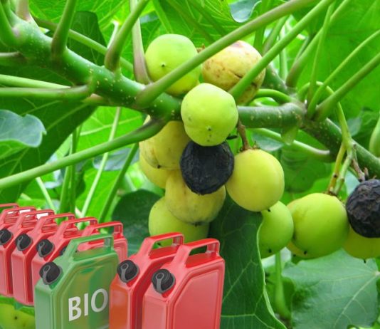 biofuel dari jarak