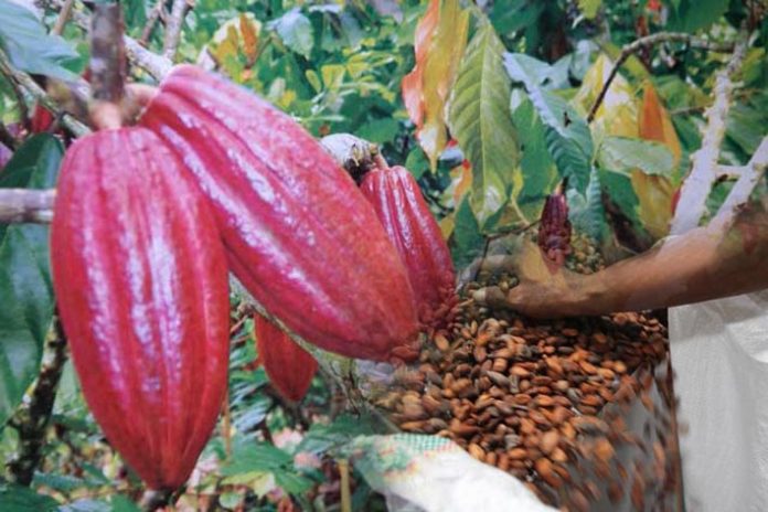 buah biji kakao