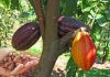 buah tanaman kakao