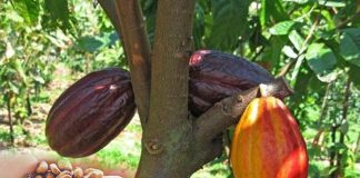 buah tanaman kakao