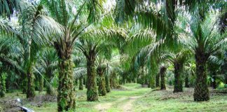 kebun sawit bukan pembakar hutan