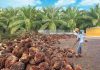 kebun pabrik kelapa sawit