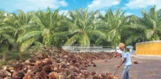Produksi Sawit Berkelanjutan Jadi Tuntutan Konsumen Global kebun pabrik kelapa sawit
