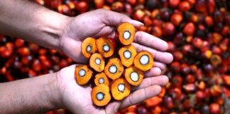 biji buah sawit