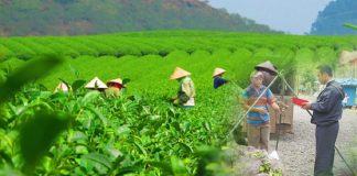 harga teh