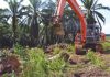 replanting sawit