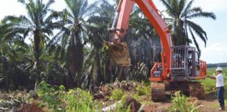 Pemeremajaan sawit rakyat.