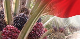 Pemerintah Akan Terbitkan Satu Peta Sawit Nasional kelapa sawit indonesia