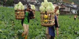 Masa Pandemi, Kinerja Sektor Pertanian Mengkilat