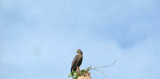PT MSM Konservasi Burung Pemangsa di Kalimantan