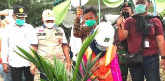 Integrasi Sawit-Sorgum, Pendapatan Alternatif saat PSR