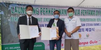 Pengembangan Pemanis Stevia di Minahasa Berjalan Selaras