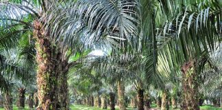 Ingin Orang Rimba Sejahtera, Forum Jadikan Agenda Perjuangan