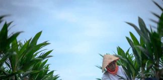 Wilmar Sosialisasikan Perlindungan Perempuan dan Anak di Perkebunan