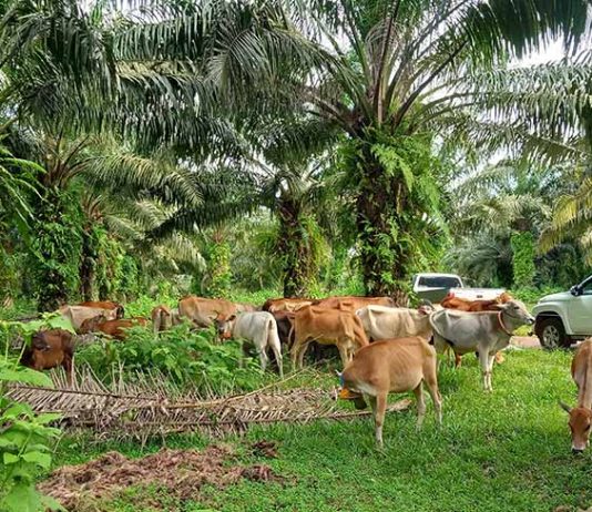 integrasi sapi dan sawit