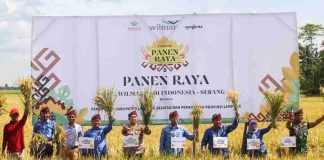 Penerapan GAP Kunci Tingkatkan Produksi Padi