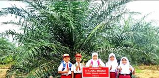 Petani Sawit Meradang, Karena Rp330 M Sia-Sia, Tiga Asosiasi Sawit Indonesia Angkat Bicara