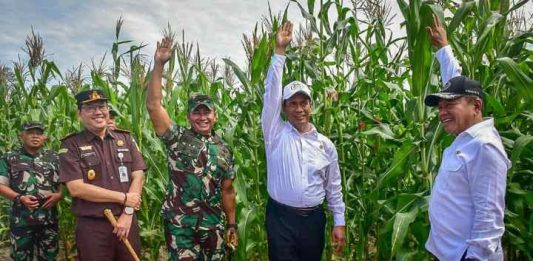 Mentan Amran Bantah Jagung di Food Estate Gunung Mas Pakai Polybag