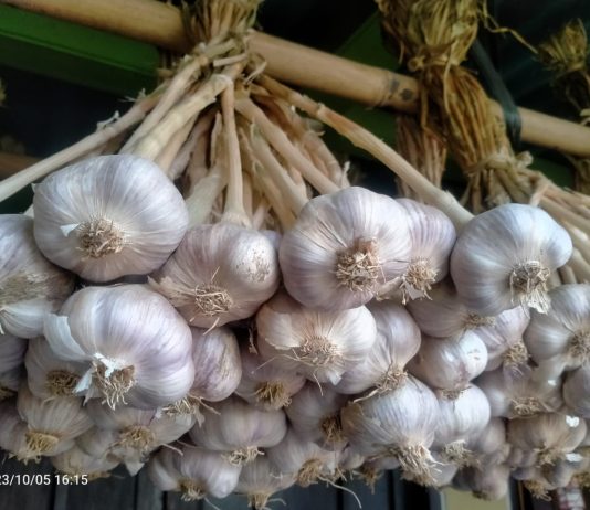Wamentan Sudaryono Sebut Swasembada Bawang Putih Tak Semenantang Beras bawang putih dikeringkan