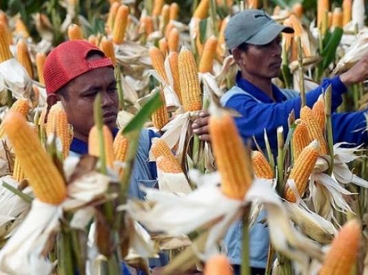 Petani mengerinkan jagung di pohon dengan cara melepas kulitnya. (Foto: Ist)