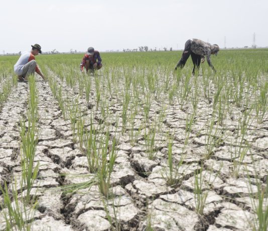 Akademisi UB Dukung Kebijakan Pemerintah Tambah Subsidi Pupuk Rp 14 Triliun