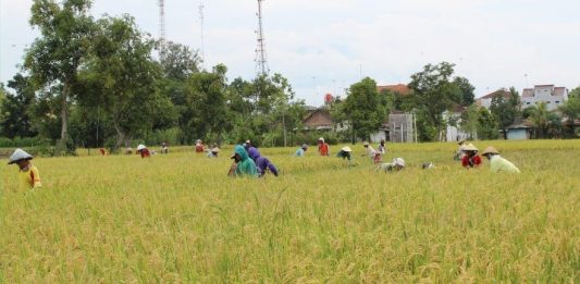 Perkuat Peran Penyuluh, Organisasi Petani Desak Amandemen UU Otonomi Daerah