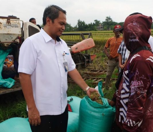 Bulog Serap 30 Ribu Ton Gabah Dalam Negeri Per Hari