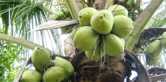 Presiden Minta Limbah Kelapa Bisa Dikembangkan Jadi Bioenergi