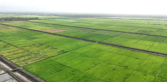 Dunia Butuh Tambahan 300 Juta Hektare untuk Penuhi Kebutuhan Pangan hamparan lahan pertanian