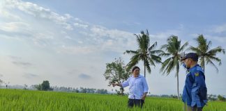 Pompanisasi Optimalkan Lahan Sawah Tadah Hujan di Bengkulu Selatan