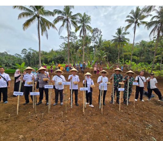 Percepat Swasembada, Kementan Tanam Padi Gogo di Kabupaten Purworejo