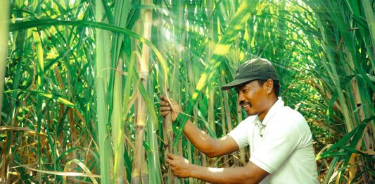 Petrokimia Gresik Ungkit Pendapatan Lebih Dari 166 Ribu Petani