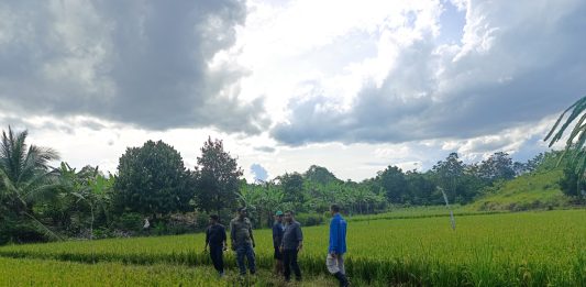 Kementan Tingkatkan Produksi Padi Kaltara Melalui Program PAT dan Pompanisasi