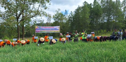 Prospek Pengembangan Bawang Merah di Samosir