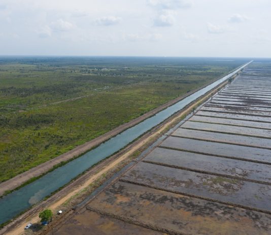 Kementan Mulai Cetak Sawah Baru 150.000 Hektare di Kalteng Tahun 2025