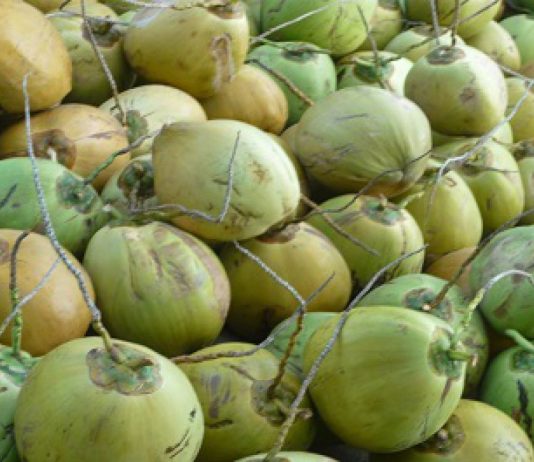 BRIN Kembangkan Minyak Kelapa Jadi Bio-Jet Fuel