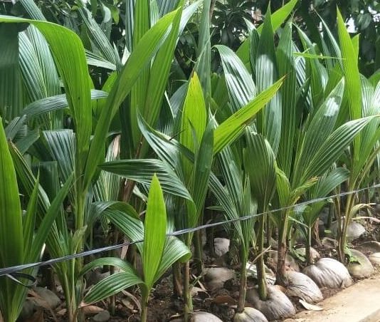 Kementan Siapkan Rp 9 Triliun untuk Peremajaan 11 Komoditas Perkebunan