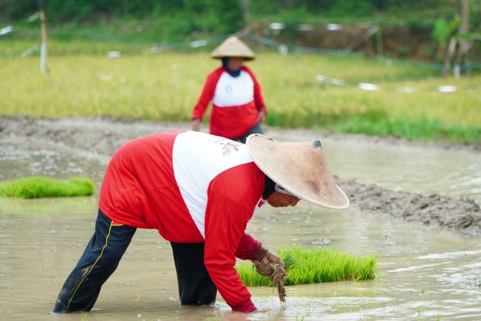 Petani_tanam