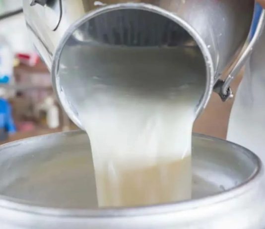 susu sapi segar
