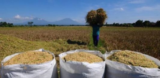 Kementan Dapat Tambahan Anggaran Rp 145 Miliar serapan-gabah-petani