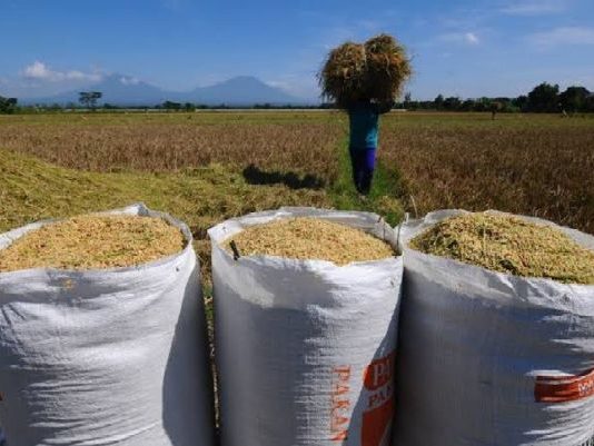 Produksi Beras Nasional Januari–Juli 2025 Tembus 21,76 Juta Ton serapan-gabah-petani
