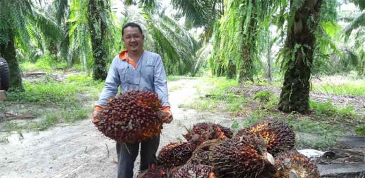 Sabuk Hijau PIR, TNI di Perbatasan Negara petani-sawit-mengangkat-sawit