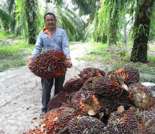 petani-sawit-mengangkat-sawit