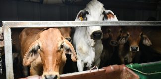 sapi berwarna coklat dan putih.