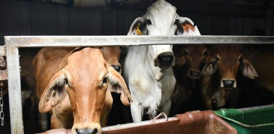 Kementan Pastikan Stok Daging Sapi Aman Jelang Ramadan dan Idulfitri sapi berwarna coklat dan putih.